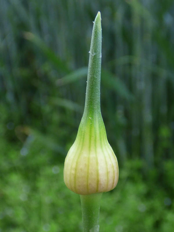 Allium vineale